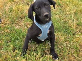 Labby Mix Chuchi sucht Körbchen