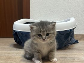 Babykatze sucht einen neuen Zuhause