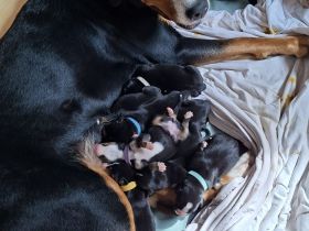 Großer Schweizer Sennenhund