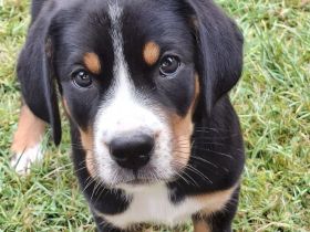 Großer Schweizer Sennenhund Wurf. Es sind nur noch zwei Weibchen zu vergeben.