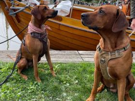 Rhodesian Ridgeback Welpen