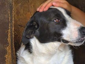 Zuhause gesucht für Marlene