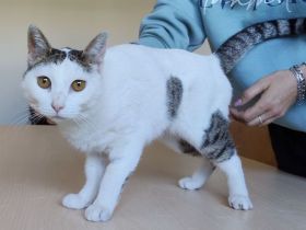 Schmusekatze Natalia sehnt sich nach einem liebevollen Zuhause