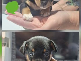 Zwergpinscher/ Chihuahua Mix Welpen