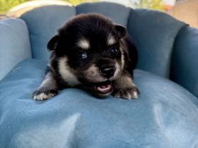 Pomsky-Welpen