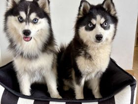 Reservierungen für Pomsky-Welpen