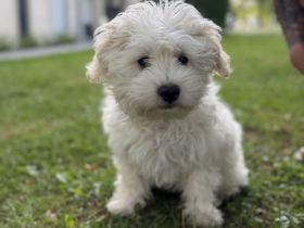 Süßer kleiner Maltese-Bichon-Frisé Mix Welpe Leo sucht liebevolles Zuhause