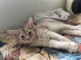Somali Kitten in Süddeutschland