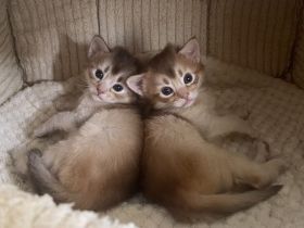 Somali Kitten in Süddeutschland