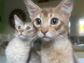 Somali Kitten in Süddeutschland