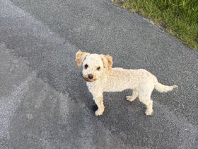 Toypudel /Zwergpudel Mix 1 Jahr blond