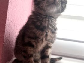 Hauskatze Europäische Kurzhaar Katze