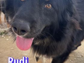 Rudi, 02/24 - Wuschelchen sucht Kuschelkörbchen