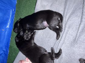 Süße reinrassige Labrador-Welpen suchen neues Zuhause
