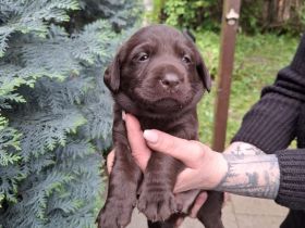 Labrador Welpen> Hündin Braun/ Rüde Beige