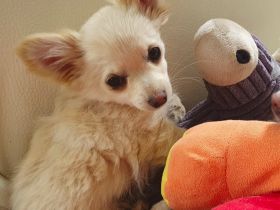 Pomchi / Chihuahua Welpen
