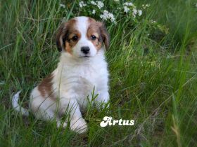 Traumhafte Kooikerhondje Welpen
