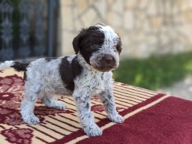 Lagotto champion pedigre FCI