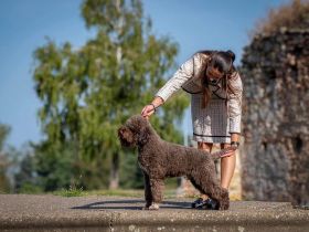 Lagotto champion pedigre FCI
