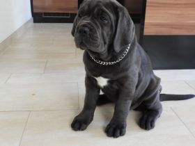 Blaue Cane Corso Welpenmädels suchen dich