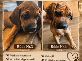 Rhodesian Ridgeback / Weimaraner (blau) Mischlings Welpen