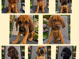 Rhodesian Ridgeback / Weimaraner (blau) Mischlings Welpen