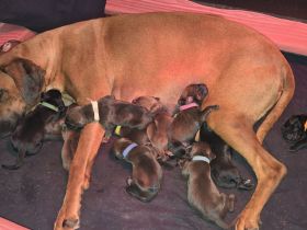 Rhodesian Ridgeback / Weimaraner (blau) Mischlings Welpen