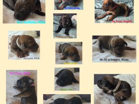 Rhodesian Ridgeback / Weimaraner (blau) Mischlings Welpen
