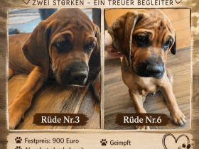Rhodesian Ridgeback / Weimaraner (blau) Mischlings Welpen