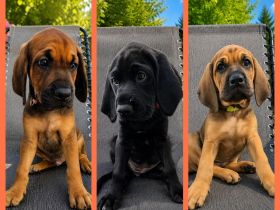 Rhodesian Ridgeback / Weimaraner (blau) Mischlings Welpen