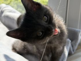 Süßes BKH Kitten sucht liebevolles Zuhause ab Juni 2026