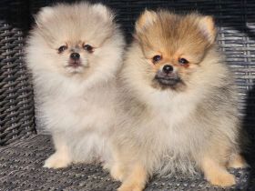 Zwergspitz Pomeranian Welpen 2 Rüden beige Merle