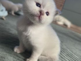 Heilige Birma Kitten suchen zuhause