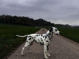 Dalmatiner Welpen