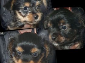 Chihuahua yorkshire mix abzugeben
