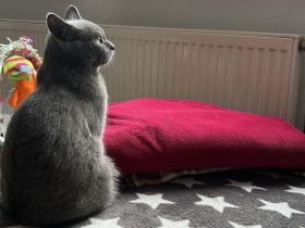 BKH Katze Melody in gute Hände abzugeben ❤️