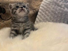 Wunderschöne BKH Kitten in Whiskas-Look mit Stammbaum aus seriöse Hobbyzucht