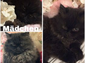 Perser Kitten suchen absofort ein neues Zuhause