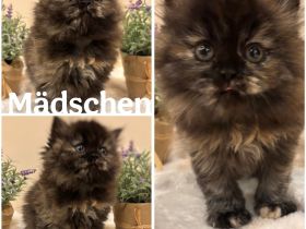 Perser Kitten mit Nase