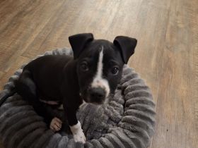 American staffordshire rüde