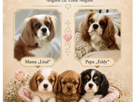 Wurfankündigung - Cavalier King Charles Spaniel Welpen