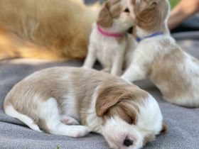 Cavalier King Charles WELPE - Rüde