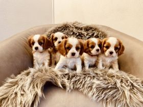 Cavalier King Charles WELPE - Rüde