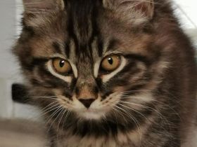 Kurilian Bobtail