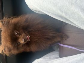 Pomeranian Rüde in wunderschöner Schokoladenfarbe sucht liebevolles Zuhause 🐾