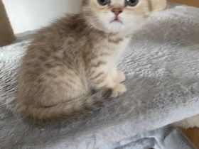 Britische kurzhaar Kitten