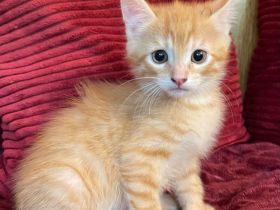 Wunderschöne sibirische Mixkitten