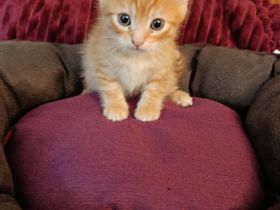 Wunderschöne sibirische Mixkitten