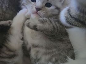 Zuckersüsse Kitten