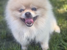 Pomeranian Deckrüde – Elian vom Westerwald